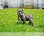 Small Photo #8 French Bulldog Puppy For Sale in CLINTON, MD, USA