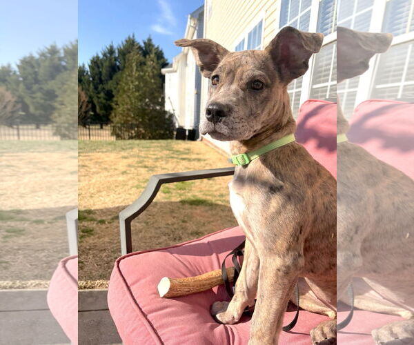 Medium Photo #7 Great Dane-Unknown Mix Puppy For Sale in Huntersville, NC, USA