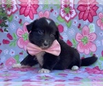 Small Photo #1 Border Collie-Golden Retriever Mix Puppy For Sale in LANCASTER, PA, USA