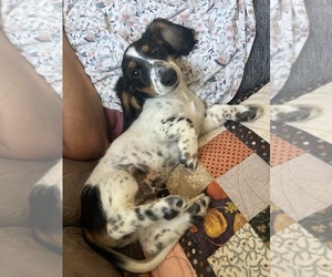 Father of the Dachshund puppies born on 04/11/2025