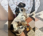 Small Photo #1 Dachshund Puppy For Sale in WESTCLIFFE, CO, USA