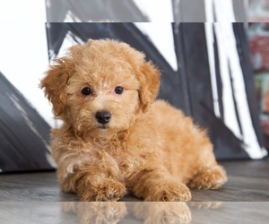 Poochon Puppy for sale in BEL AIR, MD, USA