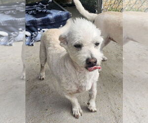 Poodle (Miniature)-Unknown Mix Dogs for adoption in Santa Rosa, CA, USA