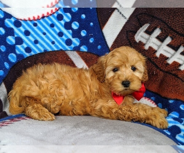 Medium Photo #5 Cocker Spaniel-Poodle (Miniature) Mix Puppy For Sale in NEW PROVIDENCE, PA, USA