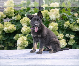 German Shepherd Dog Litter for sale in WILLOW STREET, PA, USA