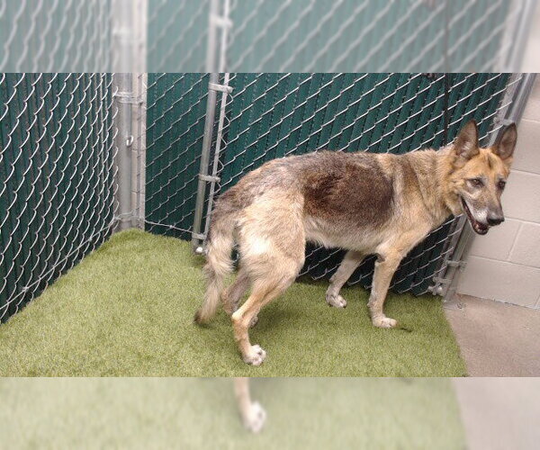 Medium Photo #1 German Shepherd Dog-Unknown Mix Puppy For Sale in Downey, CA, USA