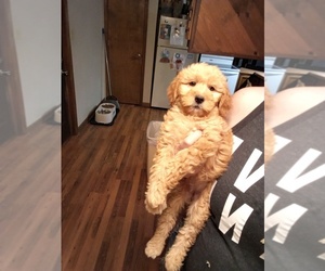 Goldendoodle-Poodle (Miniature) Mix Puppy for sale in INDIANAPOLIS, IN, USA