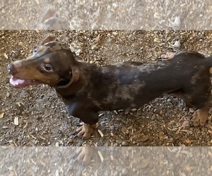 Father of the Dachshund puppies born on 06/02/2022