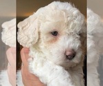 Small #1 Poochon