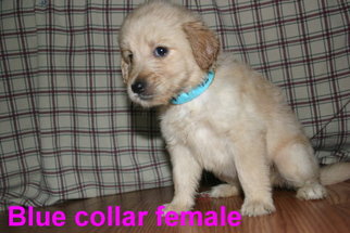 Goldendoodle Puppy for sale in DAVENPORT, FL, USA
