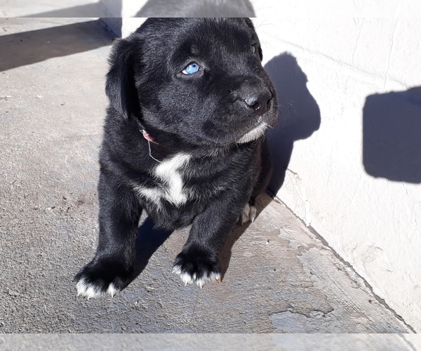 Medium Photo #9 Labrador Retriever-Newfoundland Mix Puppy For Sale in CO SPGS, CO, USA