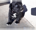 Small Photo #9 Labrador Retriever-Newfoundland Mix Puppy For Sale in CO SPGS, CO, USA