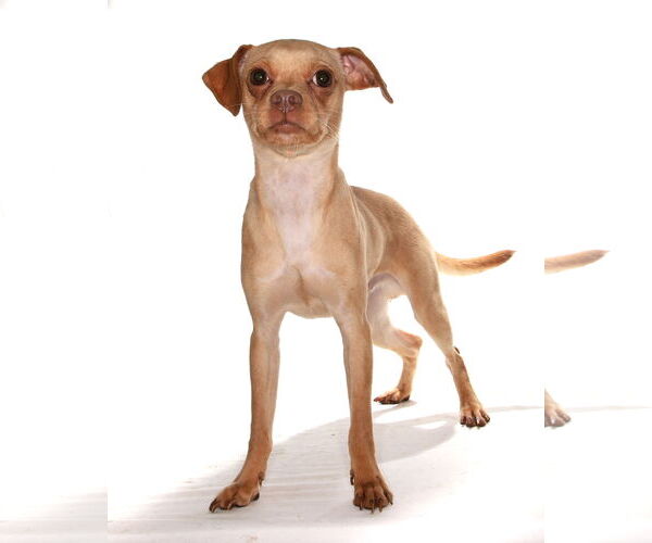Medium Photo #2 Chipin Puppy For Sale in Oakland Park, FL, USA