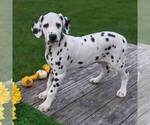Small Photo #5 Dalmatian Puppy For Sale in ARTHUR, IL, USA