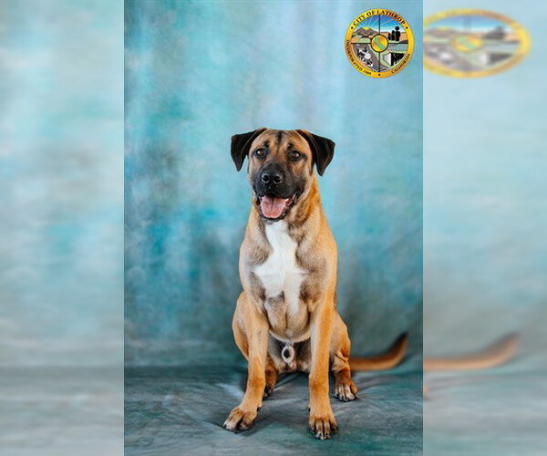 Medium Photo #1 Black Mouth Cur-Unknown Mix Puppy For Sale in Lathrop, CA, USA