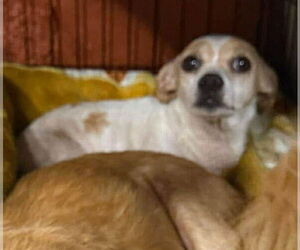 Twig (AL) - Female Chihuahua-Unknown Mix Dog for Adoption - Photo #7