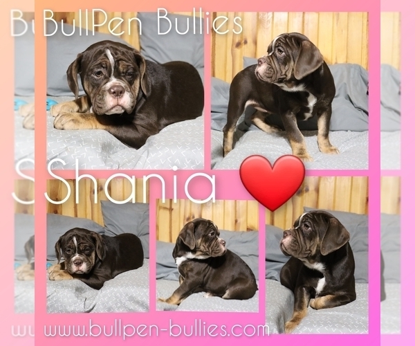 Medium Photo #2 Olde English Bulldogge Puppy For Sale in PINE VILLAGE, IN, USA
