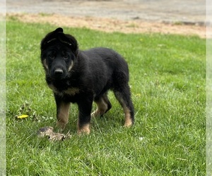 German Shepherd Dog Puppy for sale in LANCASTER, PA, USA