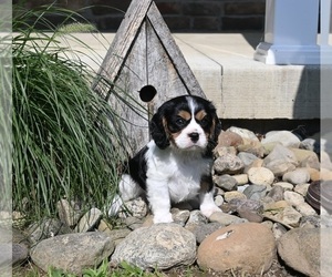 Cavalier King Charles Spaniel Puppy for sale in MILLERSBURG, OH, USA
