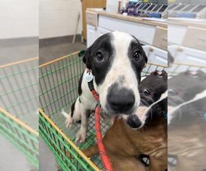 Pointer Dogs for adoption in Forestville, MD, USA