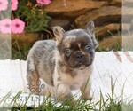 Small #2 French Bulldog