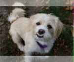 Small #6 Maltipoo