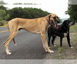 Small #9 Great Dane