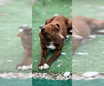 Small #8 Retriever  Mix