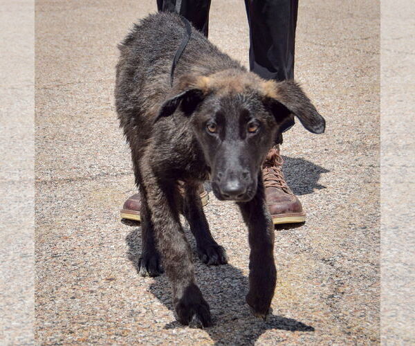 Medium Photo #2 German Shepherd Dog-Huskies  Mix Puppy For Sale in Huntley, IL, USA