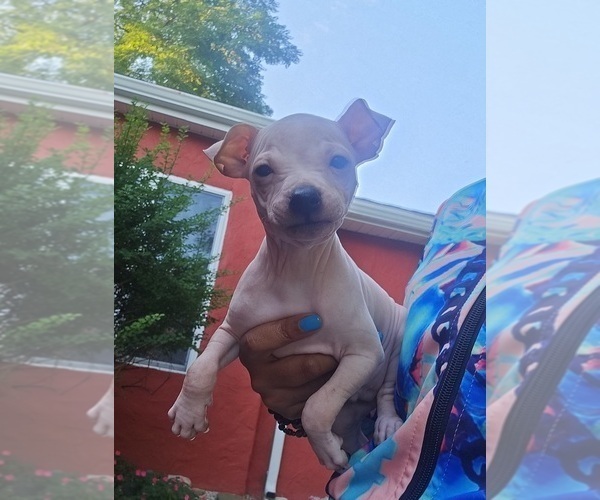 Medium Photo #3 Miniature American Hairless Terrier Puppy For Sale in MEDFORD, MA, USA