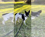 Small Photo #6 Rat Terrier Puppy For Sale in Weston, FL, USA