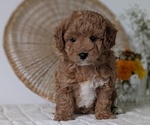 Puppy Lucky Poovanese