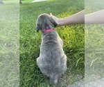 Small #2 Cane Corso