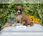 Small #1 Boxer