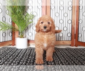 Goldendoodle (Miniature) Puppy for sale in NAPLES, FL, USA