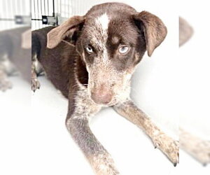 Mutt Dogs for adoption in Houston, TX, USA