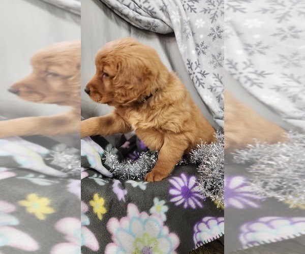 Medium Photo #4 Golden Retriever Puppy For Sale in GREENWOOD, WI, USA