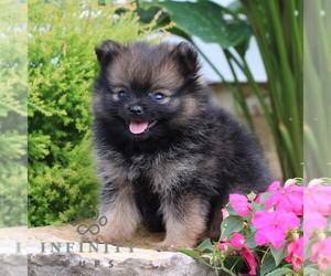 Pomeranian Puppy for sale in MANHEIM, PA, USA