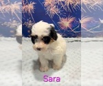 Sara - Female Yorkipoo Puppy for Sale - Photo #3