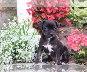 Boston Terrier-Unknown Mix Puppy for sale in SHILOH, OH, USA