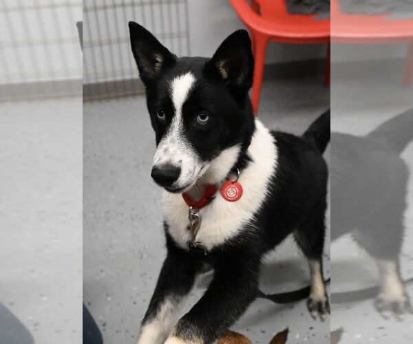 Medium Photo #4 Siberian Husky-Unknown Mix Puppy For Sale in Wakefield, RI, USA