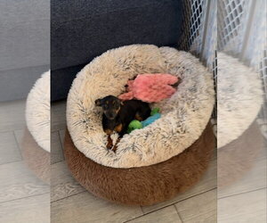 Freida - Female Miniature Pinscher-Unknown Mix Dog for Adoption - Photo #4