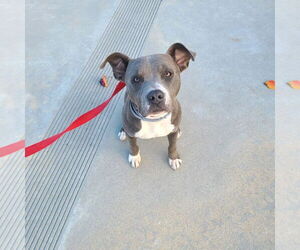 Luke - Male American Pit Bull Terrier-American Staffordshire Terrier Mix Dog for Adoption - Photo #2
