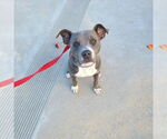 Small #1 American Pit Bull Terrier-American Staffordshire Terrier Mix