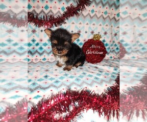 Yorkshire Terrier Litter for sale in LAPEER, MI, USA