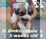 Small Photo #27 Great Pyrenees Puppy For Sale in HILLSVILLE, VA, USA