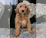 Small Photo #4 Goldendoodle Puppy For Sale in PLAINFIELD, IN, USA