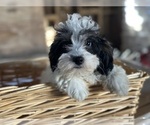 Small #1 Cavapoo