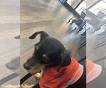 Small #3 Jack Russell Terrier Mix