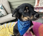 Small #1 Miniature Australian Shepherd